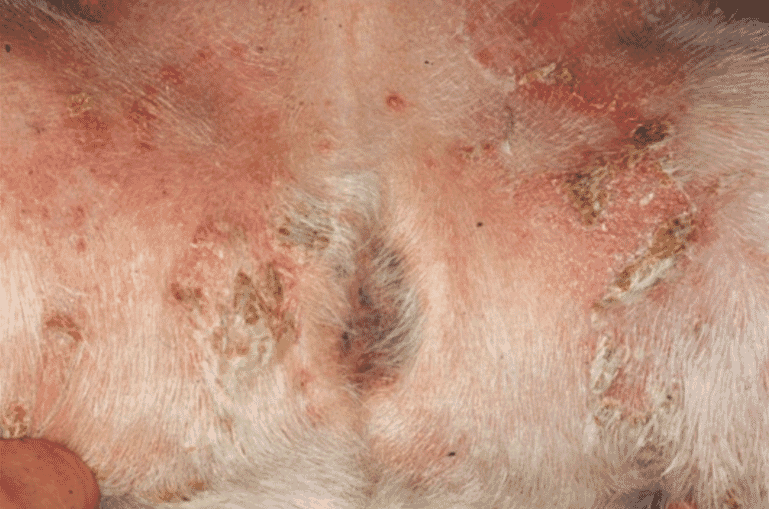 Canine Recurrent Superficial Pyoderma Veterinary Practice